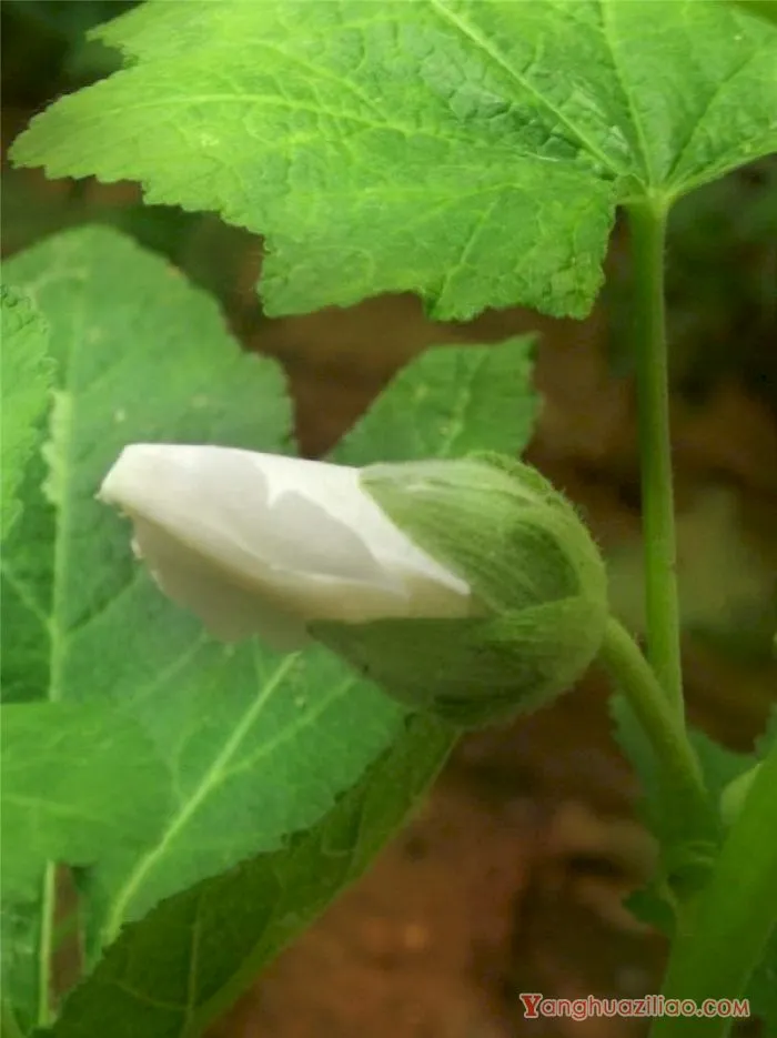 蜀葵 蜀葵