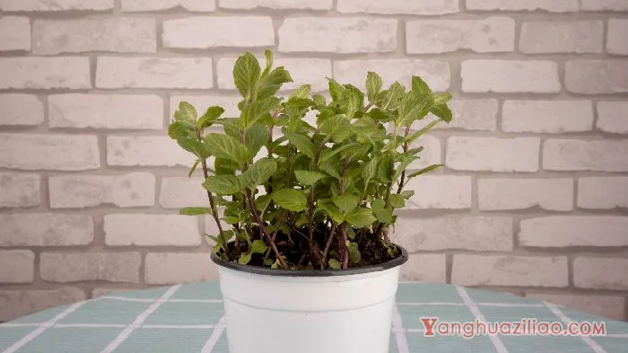 薄荷