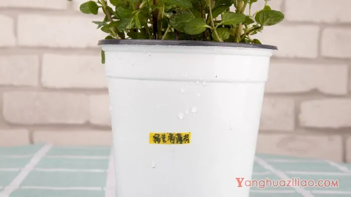 薄荷