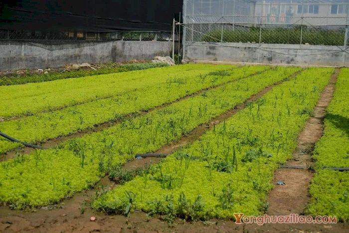 黄金万年草 黄金万年草