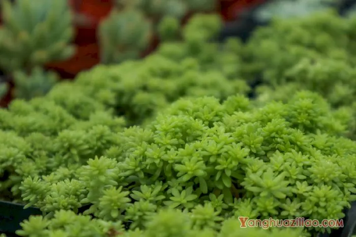 黄金万年草