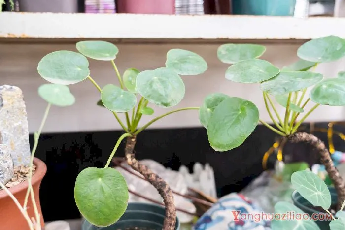 镜面草
