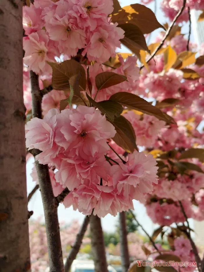 樱花