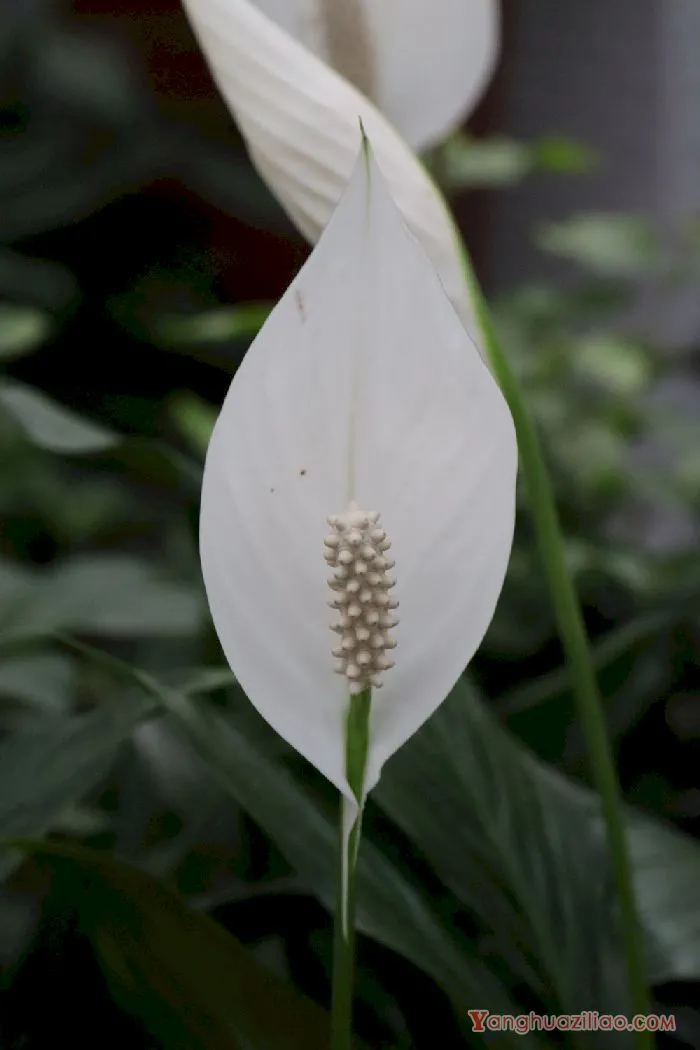 白掌