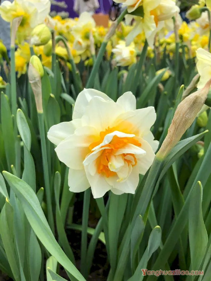 洋水仙 洋水仙