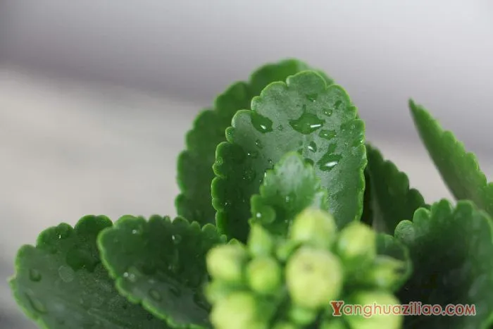 长寿花