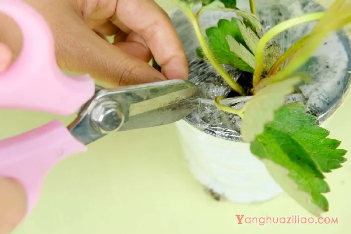 草莓