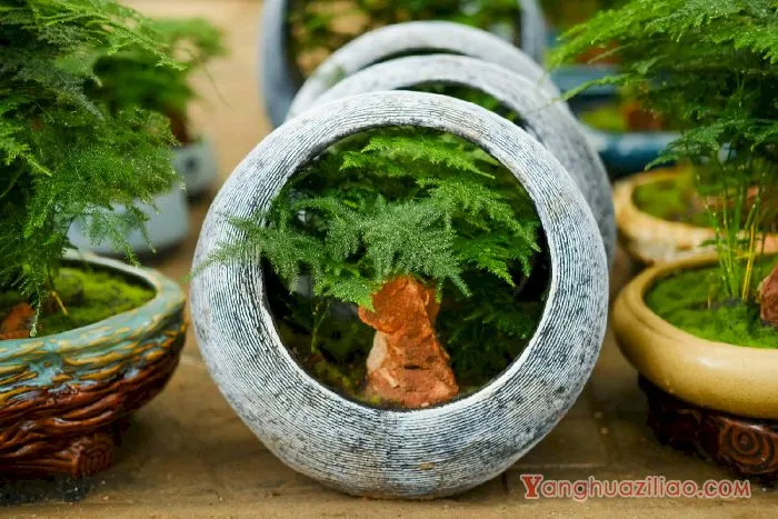 文竹