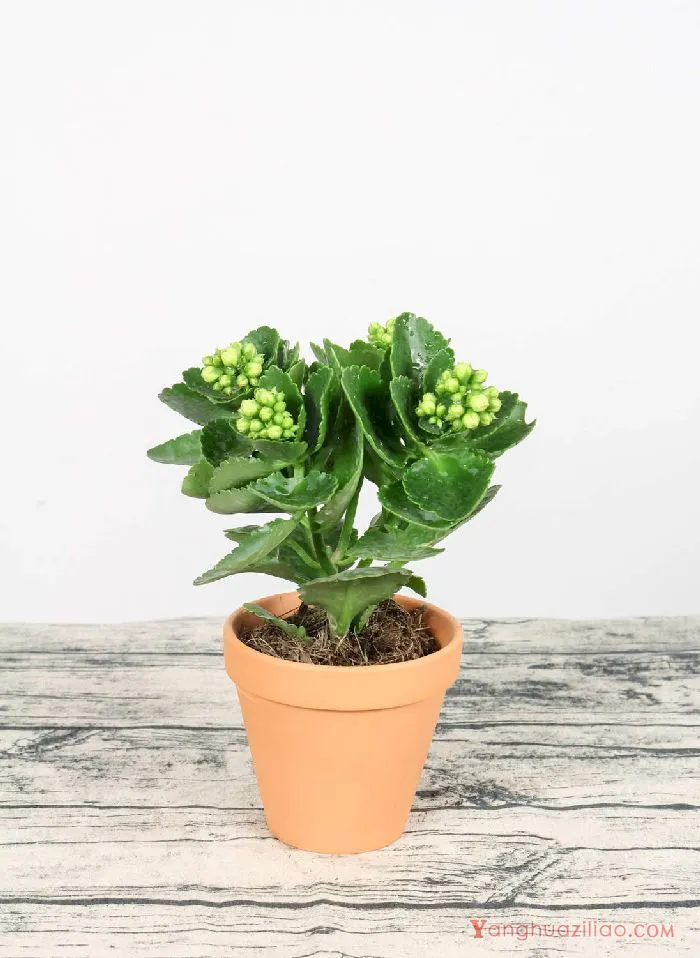 栀子花