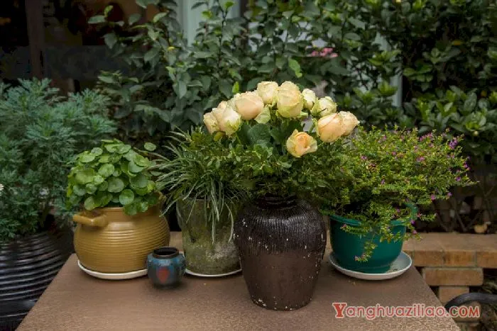 花卉 花卉
