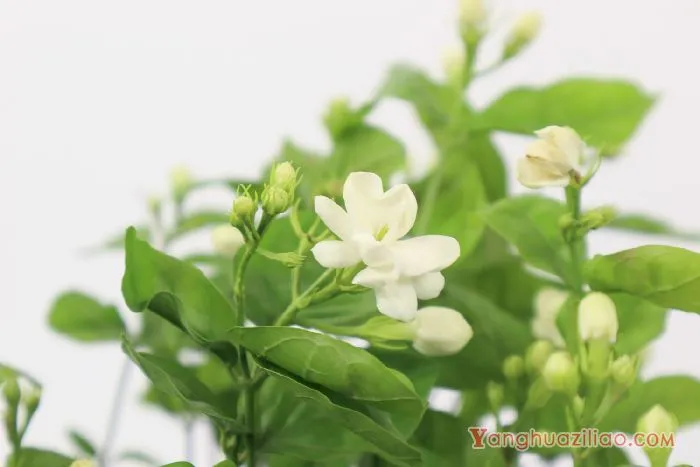 茉莉