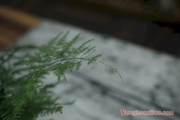 文竹