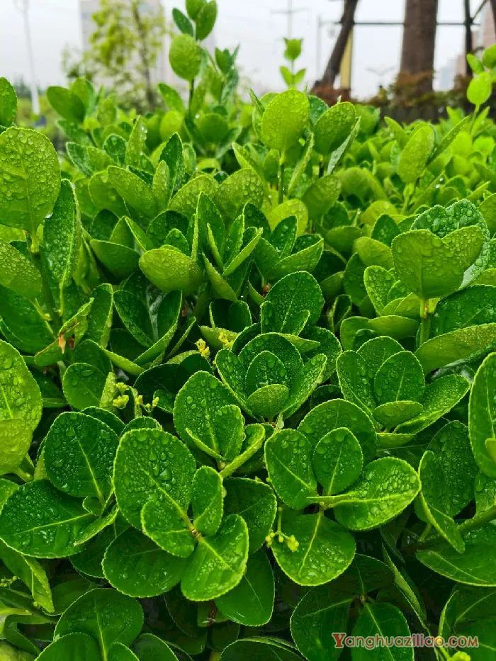 黄杨