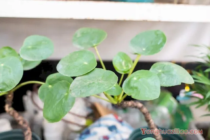 镜面草