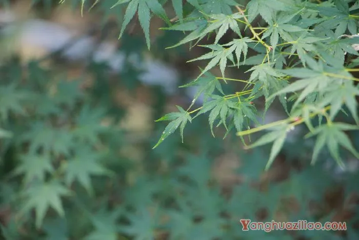 红枫