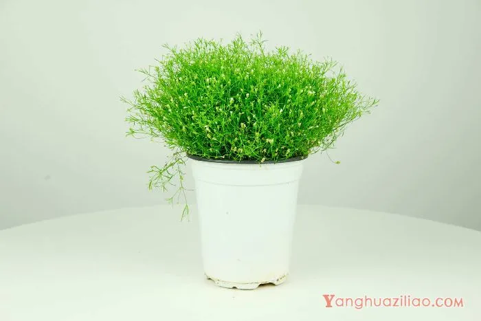 满天星