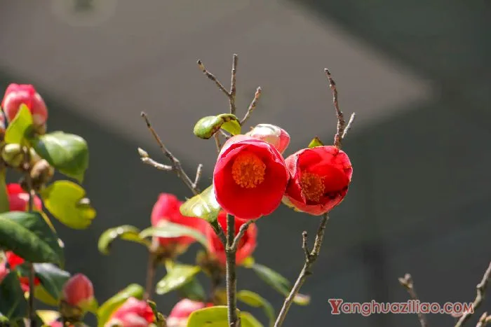 茶花