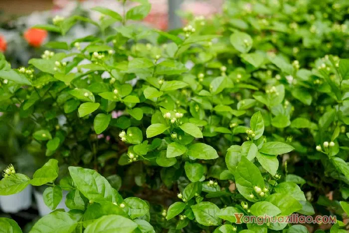 茉莉
