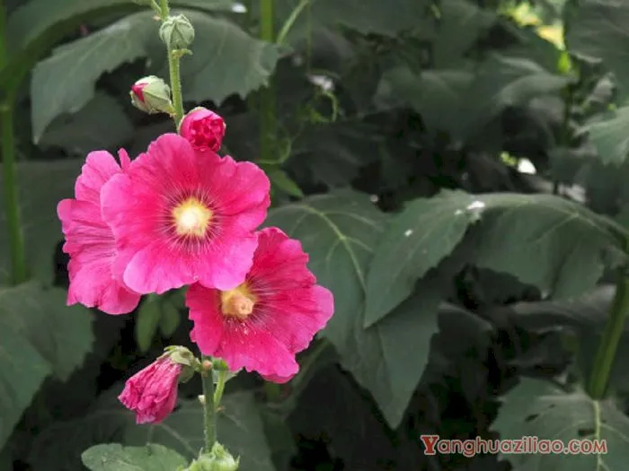 蜀葵 蜀葵