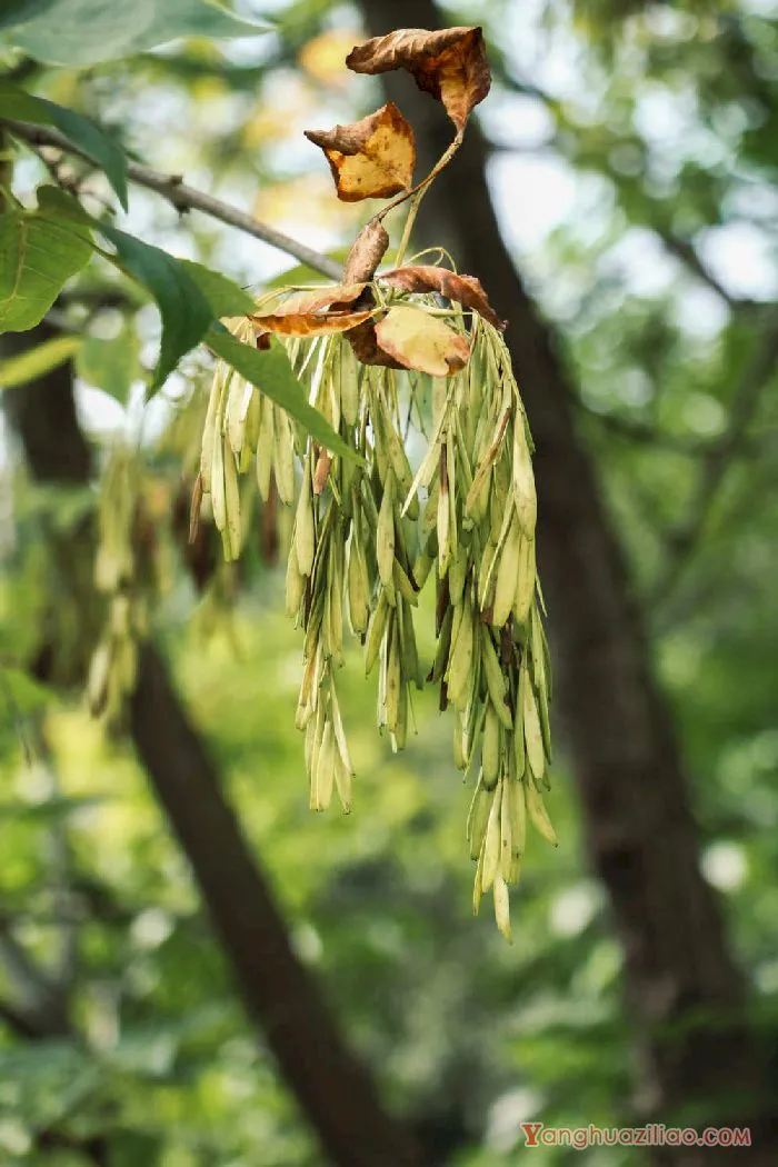 白蜡树 白蜡树
