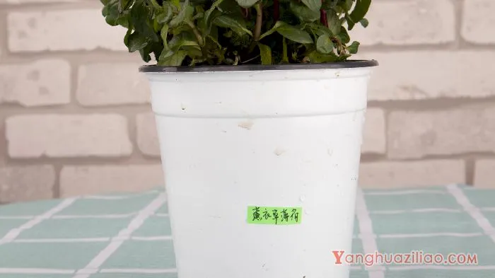 薄荷