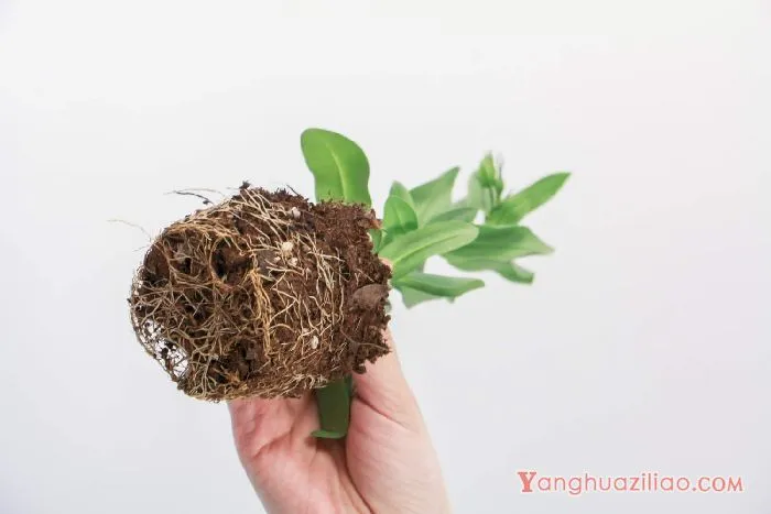 洋桔梗