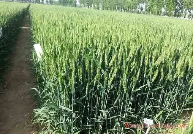 小麦品种