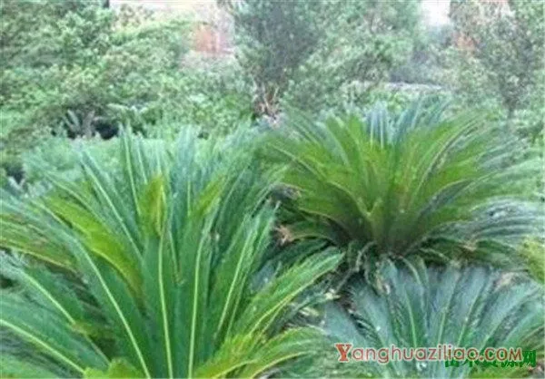 伍德苏铁的花期和花语 伍德苏铁分布在哪里