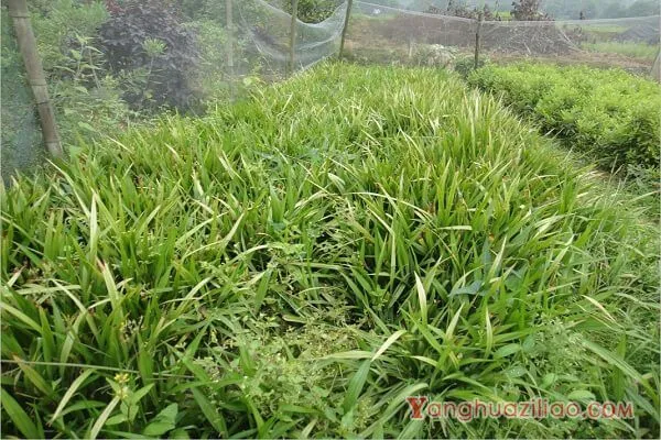 吉祥草的花语及其价值