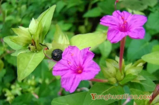 紫茉莉花语是什么，忠贞/尊敬/质朴/猜忌/胆小/怯懦/迷人