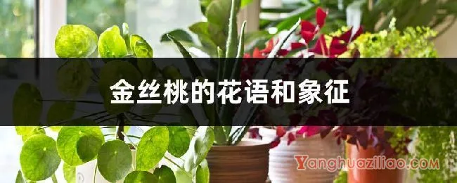 金丝桃的花语和象征