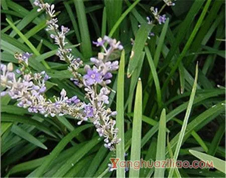 吉祥草的花语及其价值 第3张