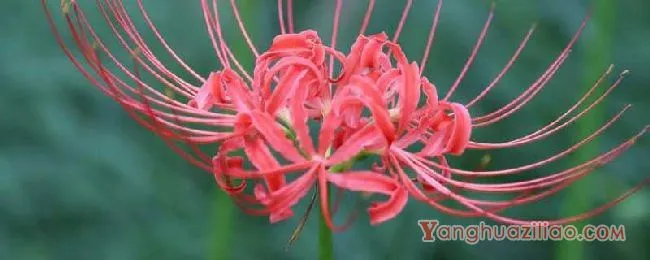 彼岸花曼珠沙华和曼陀罗不是同一种花 彼岸花曼珠沙华和曼陀罗的花语