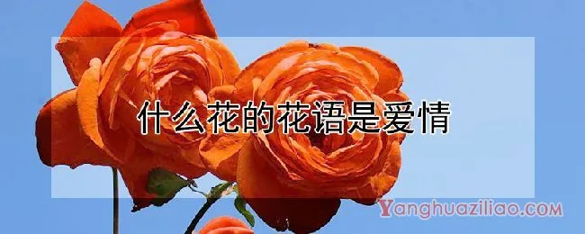 什么花的花语是爱情