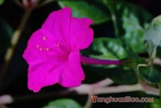 紫茉莉花语是什么，忠贞/尊敬/质朴/猜忌/胆小/怯懦/迷人