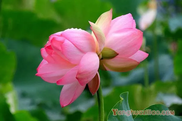 并蒂莲的花语和传说 并蒂莲的花语和传说