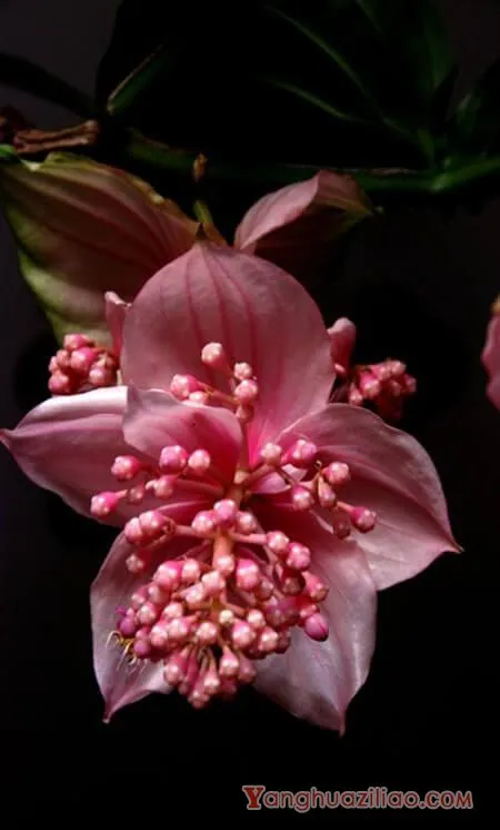 宝莲灯花的花语 第3张