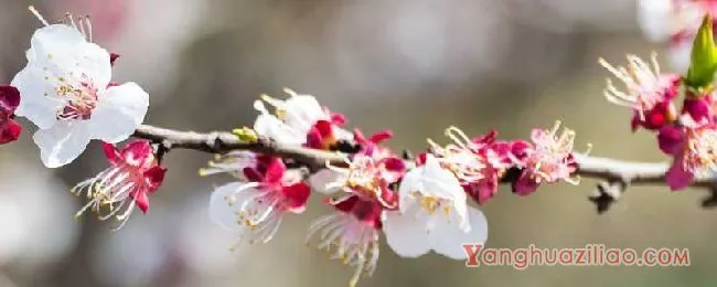 杏花的花语与寓意