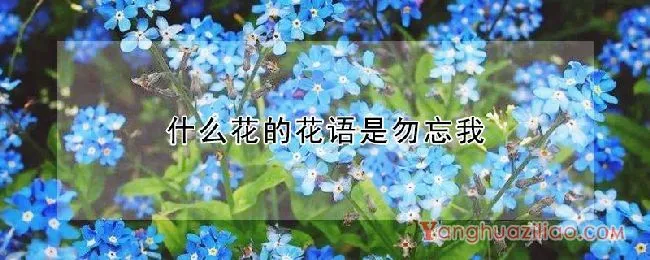 什么花的花语是勿忘我