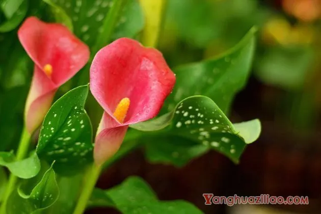 马蹄莲的花语，纯洁的幸福，爱你一生一世