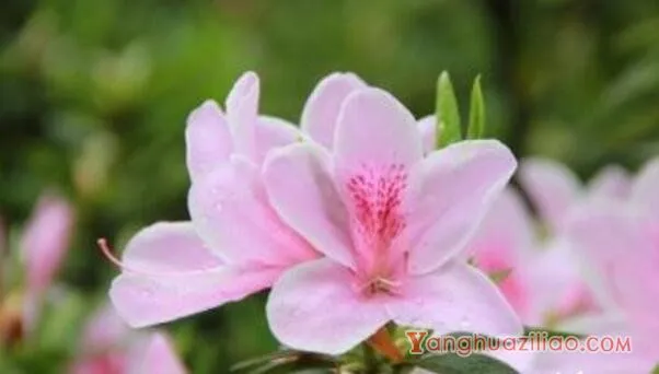 粉色杜鹃花语是什么，坚韧乐观的心态_花语大全