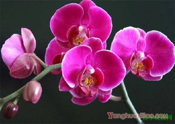 蝴蝶兰开花图片大全 蝴蝶兰的花期和花语寓意