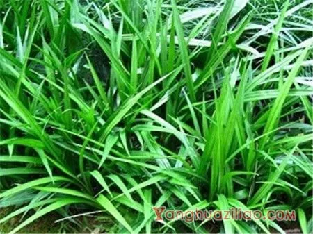 吉祥草的花语及其价值 第2张