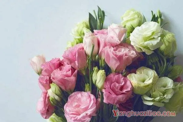 洋桔梗花语是什么