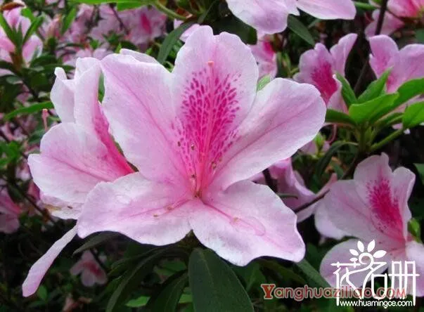 粉色杜鹃花语是什么，坚韧乐观的心态_花语大全