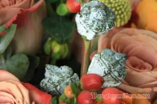 卡布奇诺玫瑰花语 卡布奇诺玫瑰的寓意