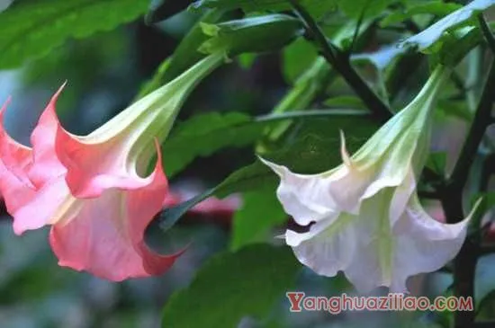 彼岸花曼珠沙华和曼陀罗不是同一种花 彼岸花曼珠沙华和曼陀罗的花语