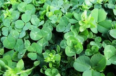 三叶草代表什么意思 三叶草的花语