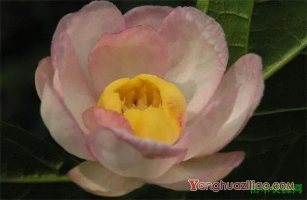 夏腊梅什么时候开花 夏腊梅香吗花语寓意是什么