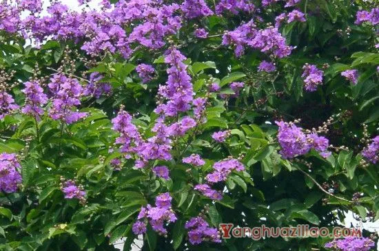 大花紫薇花语是什么
